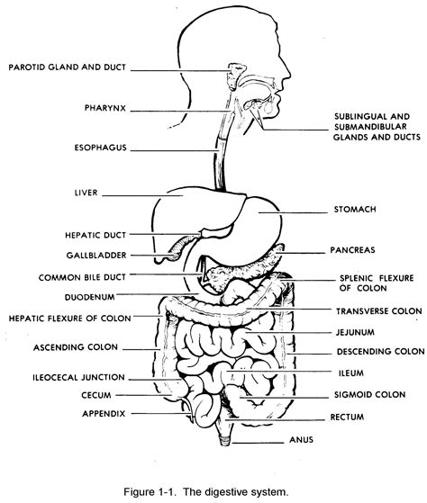 digestion porn|Digestion Porn Videos 